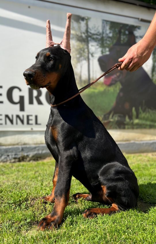 KASSIUS KLAY DI CASA MONTENEGRO Of AriaDobermans + Black + Male
